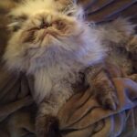 Nattie Katherine Neidhart-Wilson Instagram - It’s been so hard to say goodbye to you, Makaveli. I can’t believe how hard it was for us to let you go. You’ve been such a great boy and really there for us through so much. Maki’s been such a special and important part of our family for ten years. He has always been such a good little sport through everything including keeping the other kitties in the house in line. What I love the most about Maki is how he has made friends with every cat in the house (like Piglet!) and has such a special bond with everyone he meets. He’s got a heart of gold. We’re gonna cherish all the great memories we had with you, Maki, because you gave us so many wonderful moments. You also fought very hard for several years and we will always have your back, Maki. We love you so much, Makadoodle🤍 @tjwilson711 @2pawz