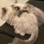 Nattie Katherine Neidhart-Wilson Instagram - It’s been so hard to say goodbye to you, Makaveli. I can’t believe how hard it was for us to let you go. You’ve been such a great boy and really there for us through so much. Maki’s been such a special and important part of our family for ten years. He has always been such a good little sport through everything including keeping the other kitties in the house in line. What I love the most about Maki is how he has made friends with every cat in the house (like Piglet!) and has such a special bond with everyone he meets. He’s got a heart of gold. We’re gonna cherish all the great memories we had with you, Maki, because you gave us so many wonderful moments. You also fought very hard for several years and we will always have your back, Maki. We love you so much, Makadoodle🤍 @tjwilson711 @2pawz