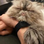 Nattie Katherine Neidhart-Wilson Instagram - It’s been so hard to say goodbye to you, Makaveli. I can’t believe how hard it was for us to let you go. You’ve been such a great boy and really there for us through so much. Maki’s been such a special and important part of our family for ten years. He has always been such a good little sport through everything including keeping the other kitties in the house in line. What I love the most about Maki is how he has made friends with every cat in the house (like Piglet!) and has such a special bond with everyone he meets. He’s got a heart of gold. We’re gonna cherish all the great memories we had with you, Maki, because you gave us so many wonderful moments. You also fought very hard for several years and we will always have your back, Maki. We love you so much, Makadoodle🤍 @tjwilson711 @2pawz