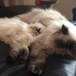 Nattie Katherine Neidhart-Wilson Instagram - It’s been so hard to say goodbye to you, Makaveli. I can’t believe how hard it was for us to let you go. You’ve been such a great boy and really there for us through so much. Maki’s been such a special and important part of our family for ten years. He has always been such a good little sport through everything including keeping the other kitties in the house in line. What I love the most about Maki is how he has made friends with every cat in the house (like Piglet!) and has such a special bond with everyone he meets. He’s got a heart of gold. We’re gonna cherish all the great memories we had with you, Maki, because you gave us so many wonderful moments. You also fought very hard for several years and we will always have your back, Maki. We love you so much, Makadoodle🤍 @tjwilson711 @2pawz
