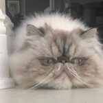 Nattie Katherine Neidhart-Wilson Instagram - It’s been so hard to say goodbye to you, Makaveli. I can’t believe how hard it was for us to let you go. You’ve been such a great boy and really there for us through so much. Maki’s been such a special and important part of our family for ten years. He has always been such a good little sport through everything including keeping the other kitties in the house in line. What I love the most about Maki is how he has made friends with every cat in the house (like Piglet!) and has such a special bond with everyone he meets. He’s got a heart of gold. We’re gonna cherish all the great memories we had with you, Maki, because you gave us so many wonderful moments. You also fought very hard for several years and we will always have your back, Maki. We love you so much, Makadoodle🤍 @tjwilson711 @2pawz