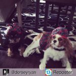 Naya Rivera Instagram - Repost from @dorseyryan Emmington's & Lucy first Holiday. #doglife #ChristmasSpirit 🙊&🐶