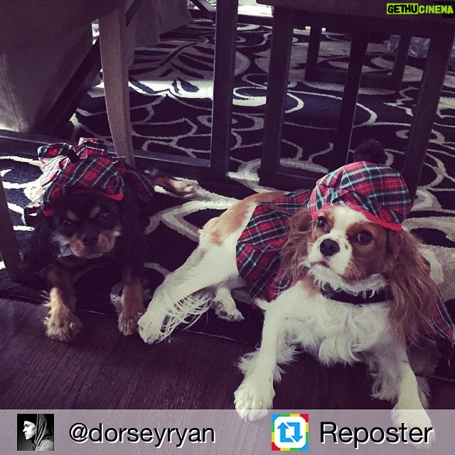 Naya Rivera Instagram - Repost from @dorseyryan Emmington's & Lucy first Holiday. #doglife #ChristmasSpirit 🙊&🐶