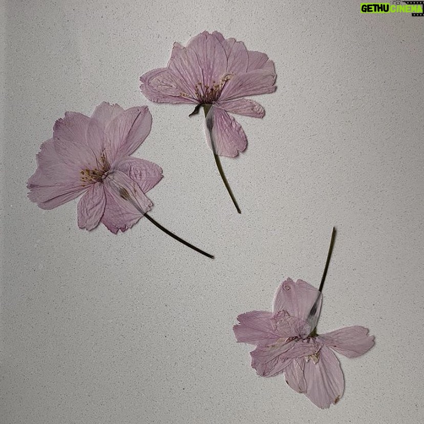 Naya Rivera Instagram - new quarantine hobby. flower pressing