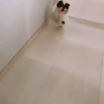 Nazriya Nazim Instagram - Angel boy 👼 🐾