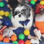 Nazriya Nazim Instagram - Happy birthday to my Angel boy 😇 All of 9 …n all of pure love … 🩵 Thank u for the life that u have given us … Thank u for everything …for the love ,the barks,the kisses the unconditional love … I remember the day u came to us the first time ..🥹🐣just 40 days old…..just a lil monkey …my life changed forever that day … My lil boy yesterday ..my best friend today …n my SON FOREVR … We love u with everything we have I pray everyday that ur happy n healthy cuz u only deserve the best life … To my lil heartbeat …I promise .. Till the last breath leaves ur body or mine n beyond …. ♾️❤️