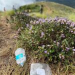 Neeraj Madhav Instagram - #neelakurinji visitis are turning out to be a collosal disaster. People are leaving large amounts of plastic waste not just around the site, but literally on these precious flower bushes. The authorities are trying their best to clear this, but people don’t seem to care. A request to everyone who’s visiting these prestine sites, pls don’t carry plastic & incase if you do, please please don’t throw it away. 💔🙏🏽 Kallippara View Point
