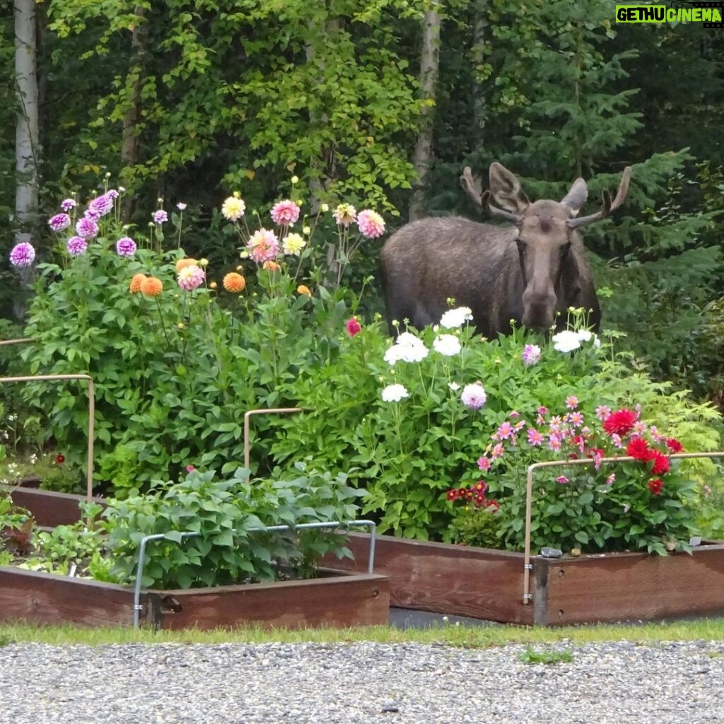 Neil deGrasse Tyson Instagram - ⠀⠀⠀⠀⠀⠀⠀⠀⠀ In photos, Moose never look like they belong anywhere. ⠀⠀⠀⠀⠀⠀⠀⠀⠀ [Garden of family friend Sonja, Fairbanks Alaska, August 28, 2020]