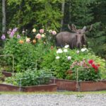 Neil deGrasse Tyson Instagram - ⠀⠀⠀⠀⠀⠀⠀⠀⠀ In photos, Moose never look like they belong anywhere. ⠀⠀⠀⠀⠀⠀⠀⠀⠀ [Garden of family friend Sonja, Fairbanks Alaska, August 28, 2020]