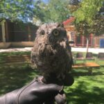 Neil deGrasse Tyson Instagram - Whoooo you lookin’ at? [Aida Wildlife Rescue, Boise Idaho, August 2017]
