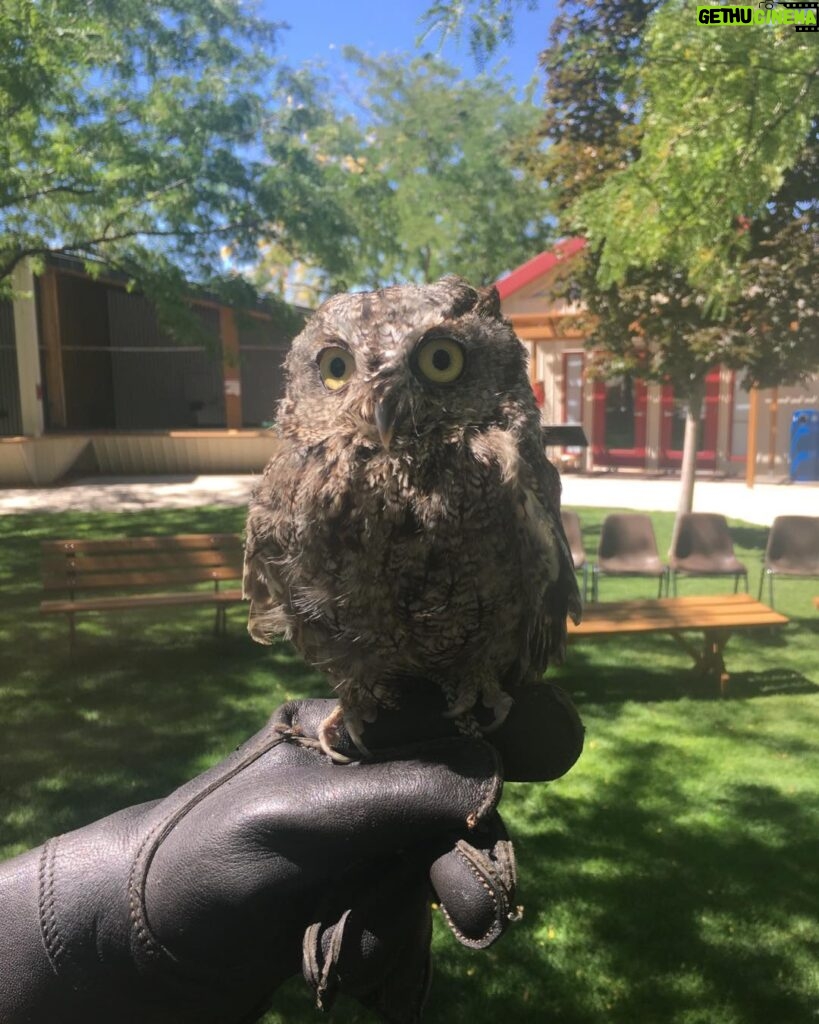 Neil deGrasse Tyson Instagram - Whoooo you lookin’ at? [Aida Wildlife Rescue, Boise Idaho, August 2017]