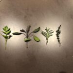 Neil deGrasse Tyson Instagram - From my herb garden. And yes, I’m a long-time fan of Simon & Garfunkel.