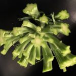 Neil deGrasse Tyson Instagram - In case you ever wondered, this is what fully decapitated broccoli looks like.