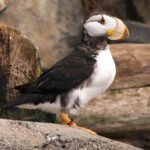 Neil deGrasse Tyson Instagram - A #Puffin in profile, posing as if they know in advance they’re more photogenic that way. Seward, Alaska. August 2008.
