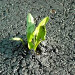 Neil deGrasse Tyson Instagram - Not enough of us pause to reflect on the vitality of #plants that require no more than a crack in the pavement to thrive.
