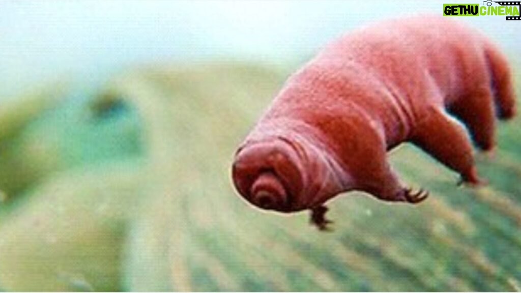 Neil deGrasse Tyson Instagram - ⠀⠀⠀⠀⠀⠀⠀⠀⠀ Still thinking -- the pudgy, lovable, mildly creepy, microscopic Tardigrade "WaterBear" would make a most excellent @macys Thanksgiving Day parade balloon. ⠀⠀⠀⠀⠀⠀⠀⠀⠀ [Frame from Cosmos: A SpaceTime Odyssey - FOX/NatGeo 2014]