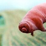 Neil deGrasse Tyson Instagram - ⠀⠀⠀⠀⠀⠀⠀⠀⠀ Still thinking -- the pudgy, lovable, mildly creepy, microscopic Tardigrade "WaterBear" would make a most excellent @macys Thanksgiving Day parade balloon. ⠀⠀⠀⠀⠀⠀⠀⠀⠀ [Frame from Cosmos: A SpaceTime Odyssey - FOX/NatGeo 2014]