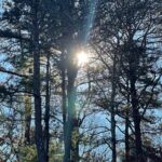Neil deGrasse Tyson Instagram - ⠀⠀⠀⠀⠀⠀⠀⠀⠀ Perihelion Sun through Pine Trees ⠀⠀⠀⠀⠀⠀⠀⠀⠀ 91,406,842 miles away from Earth ⠀⠀⠀⠀⠀⠀⠀⠀⠀⠀⠀⠀⠀⠀⠀⠀⠀ [10:06am ET, Jan 4, 2022; Long Island, NY; iPhone 12Pro]