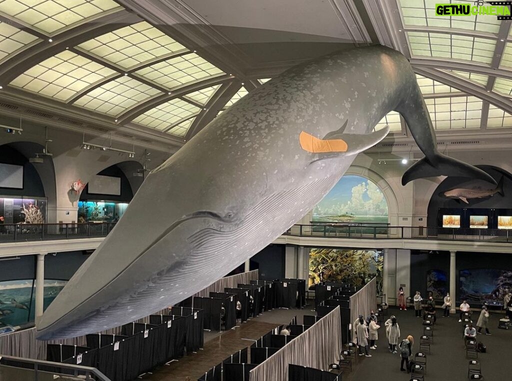 Neil deGrasse Tyson Instagram - ⠀⠀⠀⠀⠀⠀⠀⠀⠀ Resident of NYC and not yet vaccinated? ⠀⠀⠀⠀⠀⠀⠀⠀⠀ Can now get a walk-in COVID Vaccine at the American Museum of Natural History’s Hall of Ocean Life. Apparently our Blue Whale is a bonafide resident of the city, and got the vaccine first, in her left “shoulder”. ⠀⠀⠀⠀⠀⠀⠀⠀⠀ (www.amnh.org)