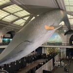 Neil deGrasse Tyson Instagram - ⠀⠀⠀⠀⠀⠀⠀⠀⠀ Resident of NYC and not yet vaccinated? ⠀⠀⠀⠀⠀⠀⠀⠀⠀ Can now get a walk-in COVID Vaccine at the American Museum of Natural History’s Hall of Ocean Life. Apparently our Blue Whale is a bonafide resident of the city, and got the vaccine first, in her left “shoulder”. ⠀⠀⠀⠀⠀⠀⠀⠀⠀ (www.amnh.org)