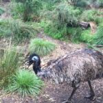 Nick Robinson Instagram - Finding emu.