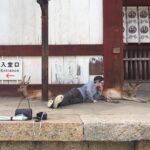 Nick Robinson Instagram - Pillow talk in Nara #tbt