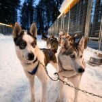 Nicky Romero Instagram - Magical Lapland 💫 This has to be one of the most beautiful holidays I have ever had, it’s truly a dream to walk around in a snowy nature, fresh air, a breathtaking scenery. Btw the husky doggies are taken great care of. Swipe for some magic moments Arctic Circle, Finland