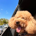 Nicole Kidman Instagram - Passenger prince takes the wheel 🐾