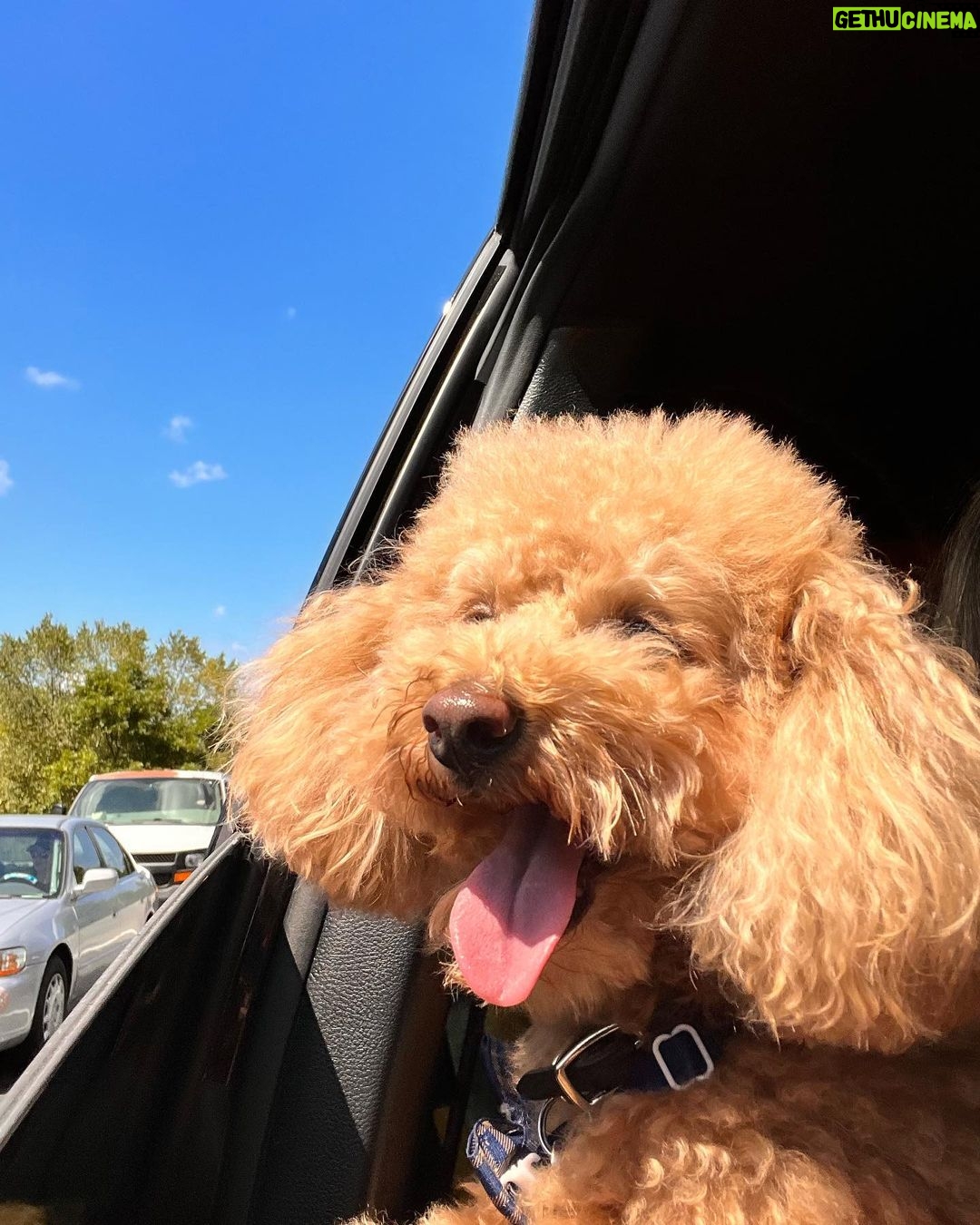 Nicole Kidman Instagram - Passenger prince takes the wheel 🐾