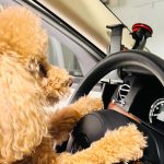 Nicole Kidman Instagram - Passenger prince takes the wheel 🐾