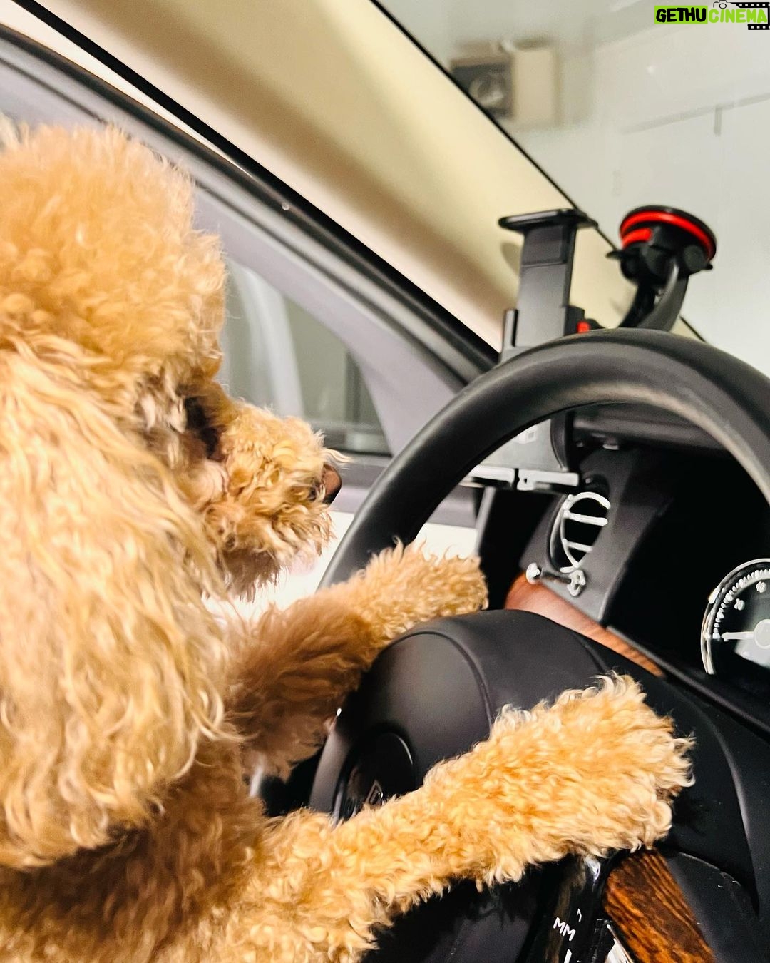 Nicole Kidman Instagram - Passenger prince takes the wheel 🐾