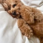Nicole Kidman Instagram - Good morning! 🐾