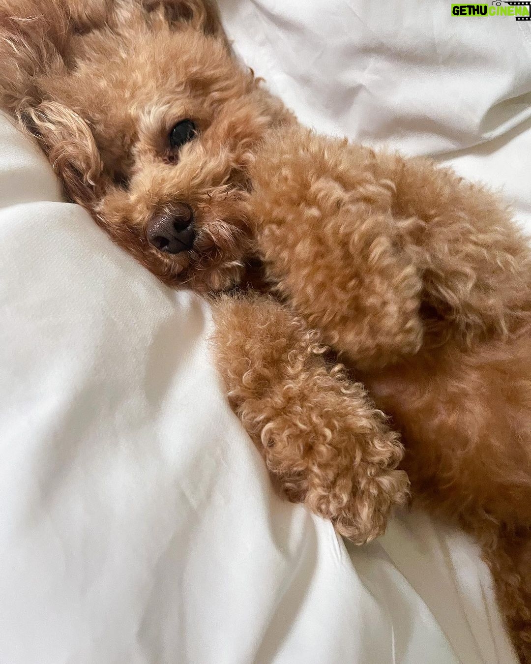 Nicole Kidman Instagram - Good morning! 🐾