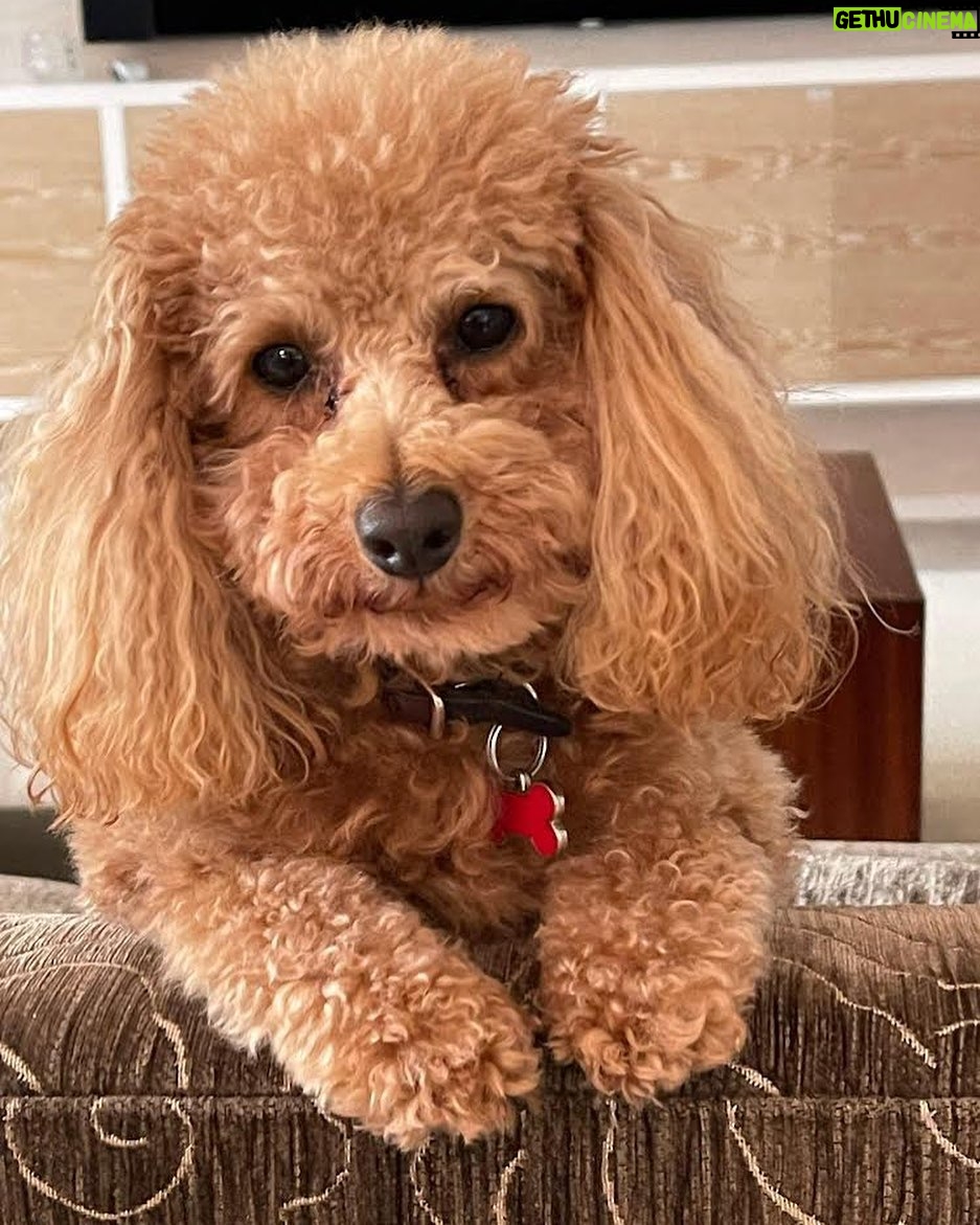 Nicole Kidman Instagram - This week’s #MondayMood courtesy of sweet Julian 😉🐾 ❤️