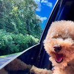 Nicole Kidman Instagram - Passenger prince takes the wheel 🐾