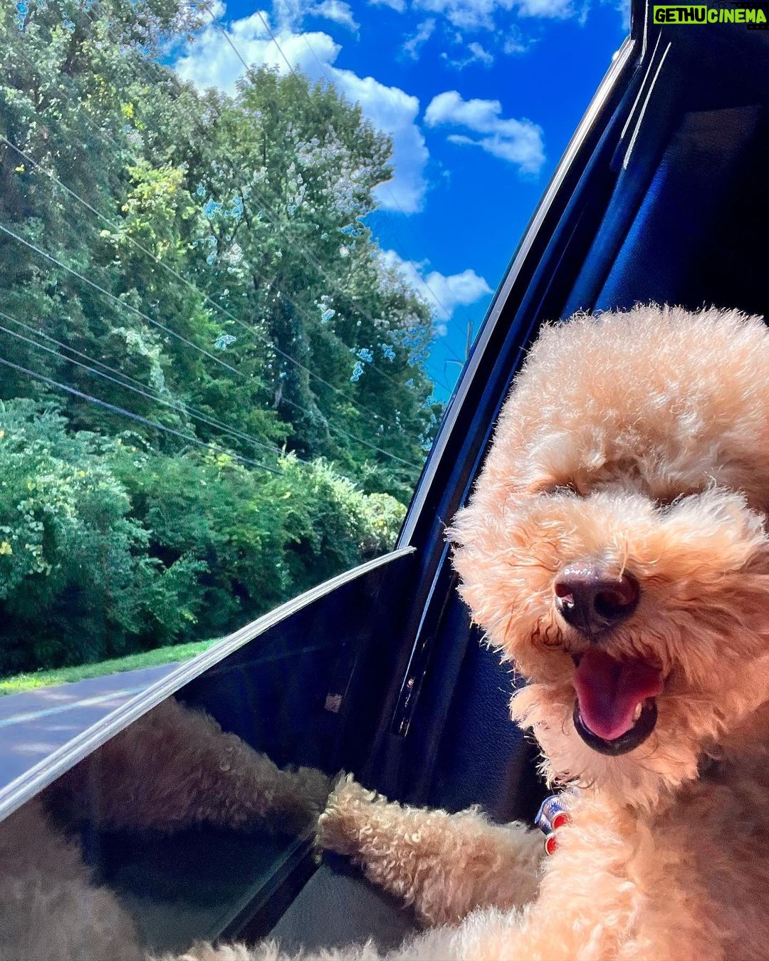 Nicole Kidman Instagram - Passenger prince takes the wheel 🐾