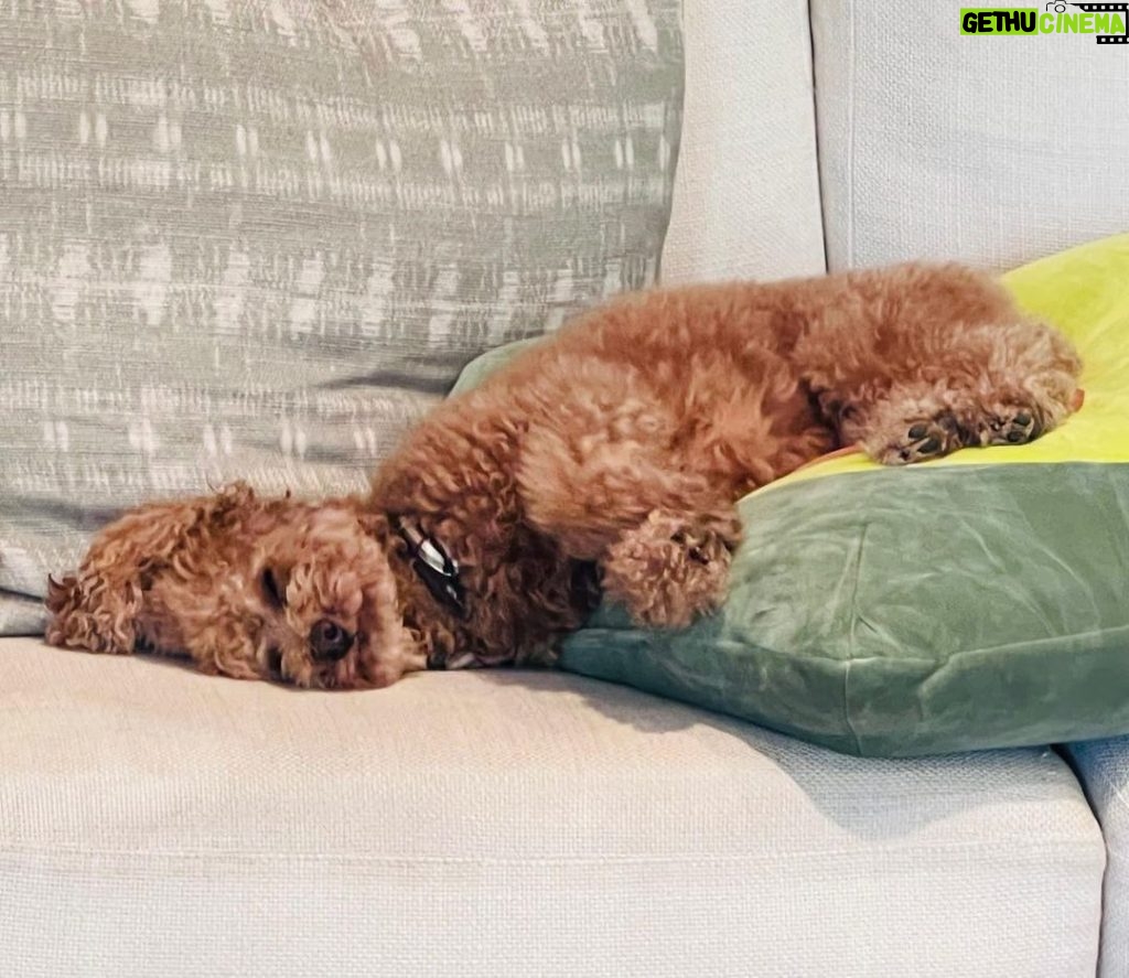 Nicole Kidman Instagram - Dog tired 🐾
