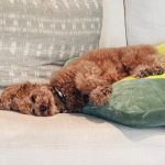 Nicole Kidman Instagram - Dog tired 🐾
