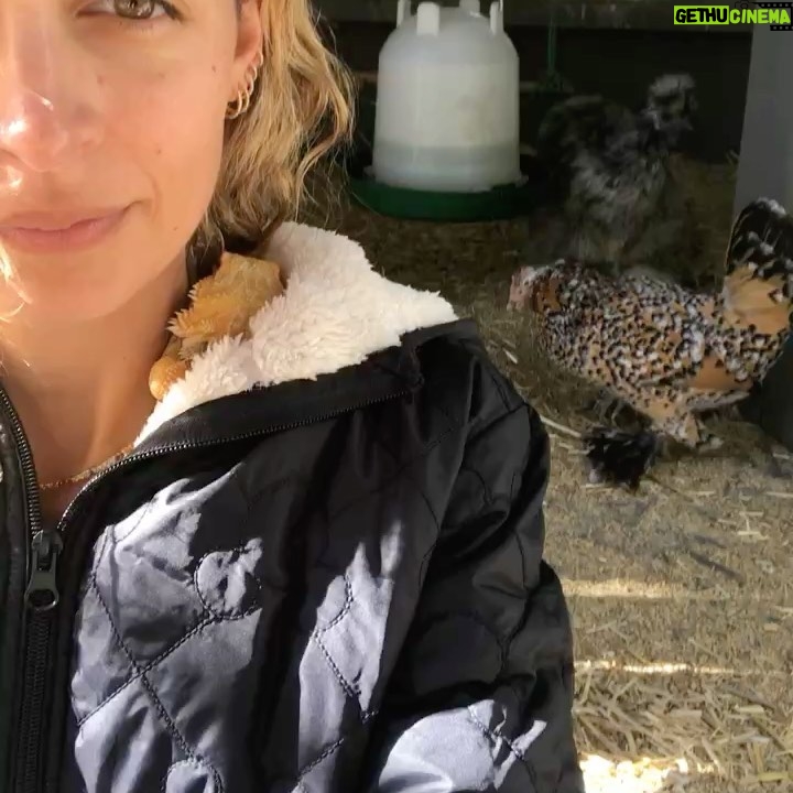 Nicole Richie Instagram - Its #NationalPetDay & I dont know how I can possibly fit my favorite photos into only 10 slides but dammit I will try. Here are Roki, Xavi, Tigerlily, Speedy, Sammy, April, Queen Latifah, Popsicles, Sunny, Daisy, Ivy, Dixie Chick, & my bees who dont have names. And last but not least, Iro, who is no longer with us but his spirit is still very much alive in our house & our hearts.