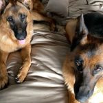 Nicole Richie Instagram - Its #NationalPetDay & I dont know how I can possibly fit my favorite photos into only 10 slides but dammit I will try. Here are Roki, Xavi, Tigerlily, Speedy, Sammy, April, Queen Latifah, Popsicles, Sunny, Daisy, Ivy, Dixie Chick, & my bees who dont have names. And last but not least, Iro, who is no longer with us but his spirit is still very much alive in our house & our hearts.