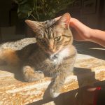 Nicole Richie Instagram - Its #NationalPetDay & I dont know how I can possibly fit my favorite photos into only 10 slides but dammit I will try. Here are Roki, Xavi, Tigerlily, Speedy, Sammy, April, Queen Latifah, Popsicles, Sunny, Daisy, Ivy, Dixie Chick, & my bees who dont have names. And last but not least, Iro, who is no longer with us but his spirit is still very much alive in our house & our hearts.