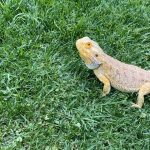 Nicole Richie Instagram - Its #NationalPetDay & I dont know how I can possibly fit my favorite photos into only 10 slides but dammit I will try. Here are Roki, Xavi, Tigerlily, Speedy, Sammy, April, Queen Latifah, Popsicles, Sunny, Daisy, Ivy, Dixie Chick, & my bees who dont have names. And last but not least, Iro, who is no longer with us but his spirit is still very much alive in our house & our hearts.