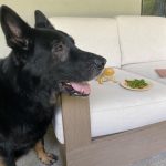 Nicole Richie Instagram - Its #NationalPetDay & I dont know how I can possibly fit my favorite photos into only 10 slides but dammit I will try. Here are Roki, Xavi, Tigerlily, Speedy, Sammy, April, Queen Latifah, Popsicles, Sunny, Daisy, Ivy, Dixie Chick, & my bees who dont have names. And last but not least, Iro, who is no longer with us but his spirit is still very much alive in our house & our hearts.