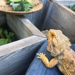 Nicole Richie Instagram - Saturday morning! #nikkifresh 🌞🥬🐓🥕🦎