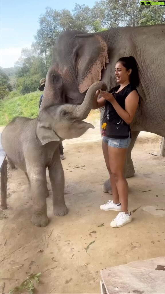 Niharika Konidela Instagram - Holiday of dreams! 😍🐘 . Thank you @pickyourtrail , for making my holiday hassle free and super fun! I loved every bit of it! 💚 . Download @pickyourtrail app now, and plan your vacation! . #hasslefreeholidays with #pickyourtrail #chailaiorchidresort @chailaiorchid @endlessummer.shop @truffle_india @prashantiramesh The Chai Lai Orchid