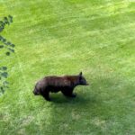 Nikki Sixx Instagram - Friday friends on the side yard. Yup we’re not in California anymore. This is our version of a smash n grab……..#Wyoming