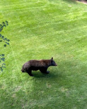 Nikki Sixx Instagram - Friday friends on the side yard. Yup we’re not in California anymore. This is our version of a smash n grab……..#Wyoming