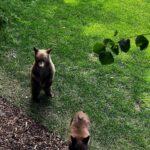 Nikki Sixx Instagram - Friday friends on the side yard. Yup we’re not in California anymore. This is our version of a smash n grab……..#Wyoming