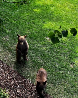 Nikki Sixx Instagram - Friday friends on the side yard. Yup we’re not in California anymore. This is our version of a smash n grab……..#Wyoming
