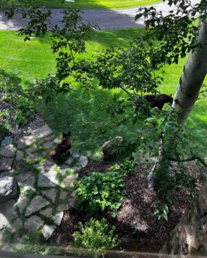 Nikki Sixx Instagram - Friday friends on the side yard. Yup we’re not in California anymore. This is our version of a smash n grab……..#Wyoming